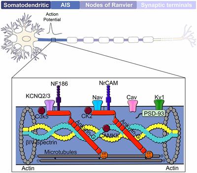 Axonal Membranes and Their Domains: Assembly and Function of the Axon Initial Segment and Node of Ranvier